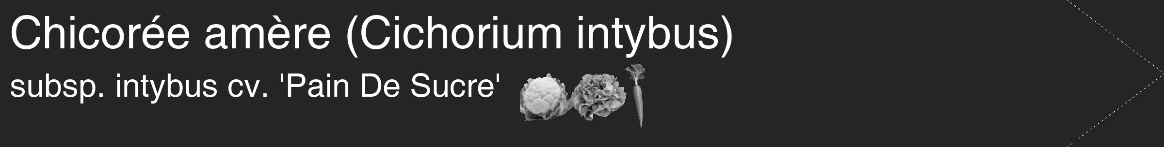 Étiquette de : Cichorium intybus subsp. intybus cv. 'Pain De Sucre' - format c - style blanche47_simple_simplehel avec comestibilité simplifiée
