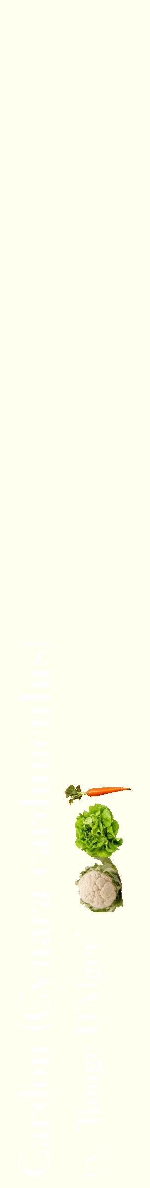 Étiquette de : Cynara cardunculus cv. 'Rouge D'Alger' - format c - style blanche19_simplebod avec comestibilité simplifiée