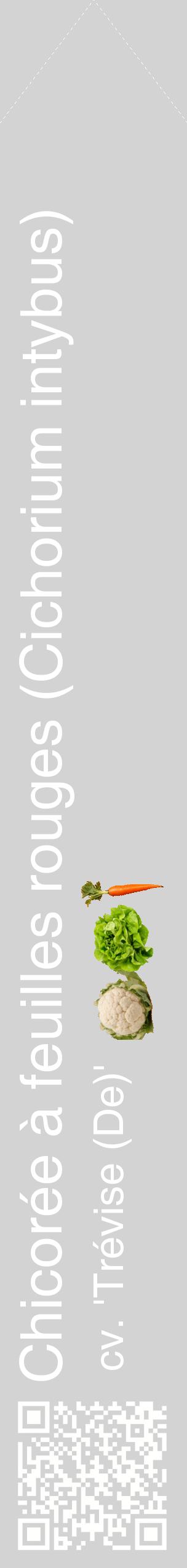 Étiquette de : Cichorium intybus cv. 'Trévise (De)' - format c - style blanche56_simplehel avec qrcode et comestibilité simplifiée