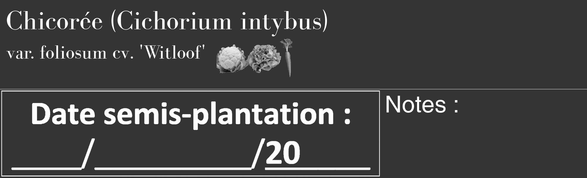 Étiquette de : Cichorium intybus var. foliosum cv. 'Witloof' - format c - style blanche46_basique_basiquebod avec comestibilité simplifiée