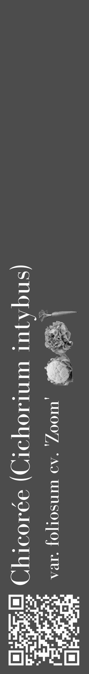 Étiquette de : Cichorium intybus var. foliosum cv. 'Zoom' - format c - style blanche27_basique_basiquebod avec qrcode et comestibilité simplifiée - position verticale
