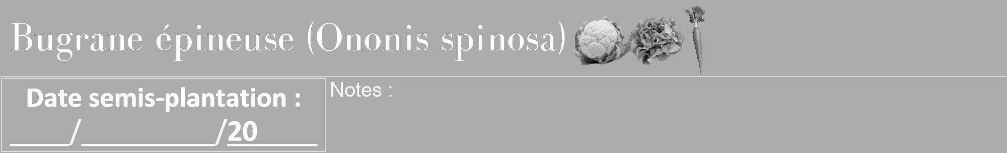 Étiquette de : Ononis spinosa - format a - style blanche37bod avec comestibilité simplifiée