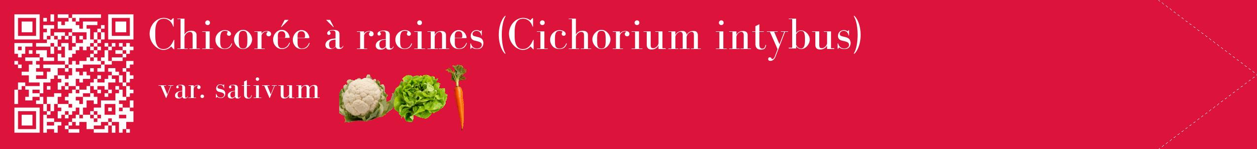 Étiquette de : Cichorium intybus var. sativum - format c - style blanche36simple_simple_simplebod avec qrcode et comestibilité simplifiée