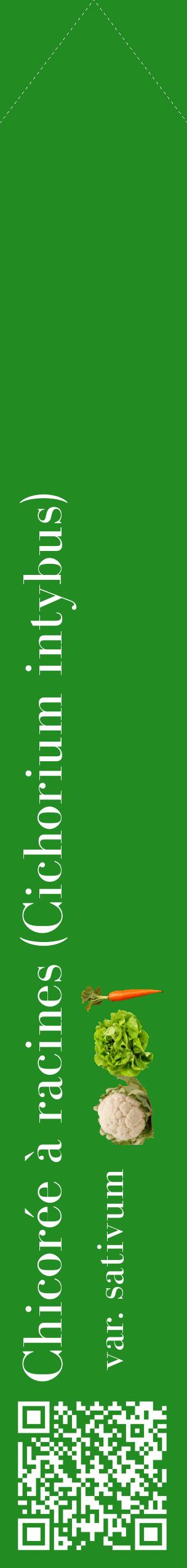 Étiquette de : Cichorium intybus var. sativum - format c - style blanche10_simplebod avec qrcode et comestibilité simplifiée