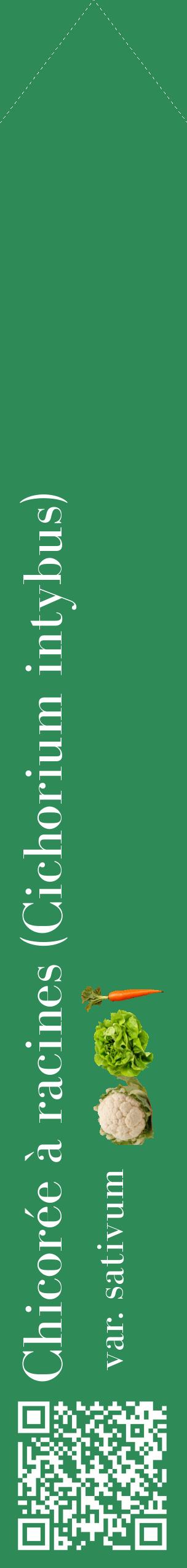 Étiquette de : Cichorium intybus var. sativum - format c - style blanche11_simplebod avec qrcode et comestibilité simplifiée