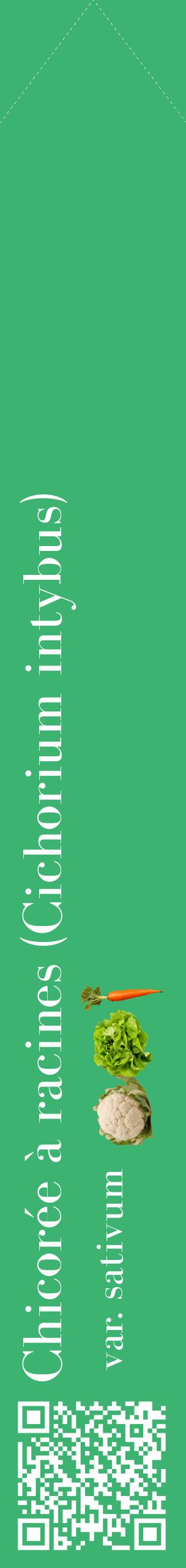 Étiquette de : Cichorium intybus var. sativum - format c - style blanche12_simplebod avec qrcode et comestibilité simplifiée