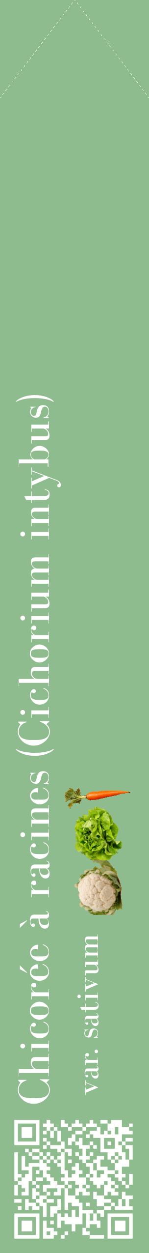 Étiquette de : Cichorium intybus var. sativum - format c - style blanche13_simplebod avec qrcode et comestibilité simplifiée