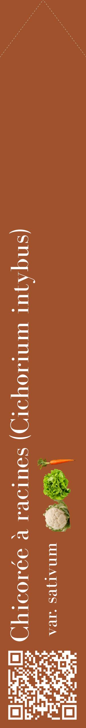 Étiquette de : Cichorium intybus var. sativum - format c - style blanche32_simplebod avec qrcode et comestibilité simplifiée