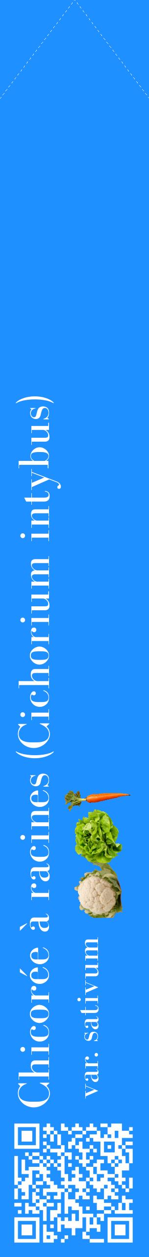Étiquette de : Cichorium intybus var. sativum - format c - style blanche3_simplebod avec qrcode et comestibilité simplifiée
