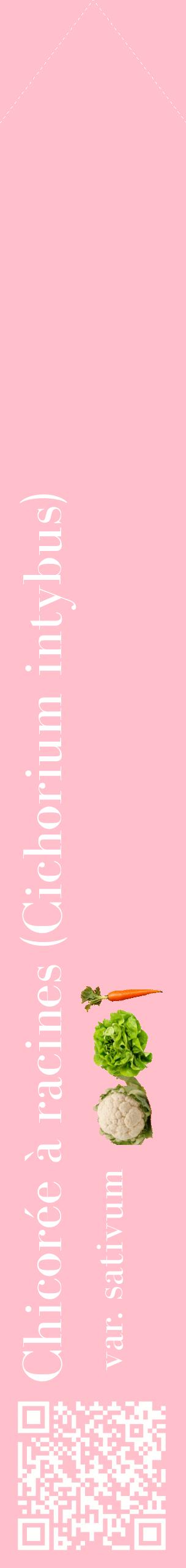 Étiquette de : Cichorium intybus var. sativum - format c - style blanche40_simplebod avec qrcode et comestibilité simplifiée