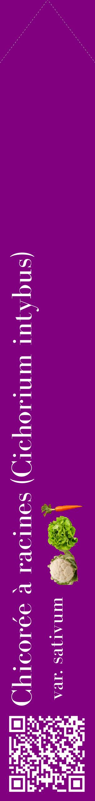 Étiquette de : Cichorium intybus var. sativum - format c - style blanche46_simplebod avec qrcode et comestibilité simplifiée