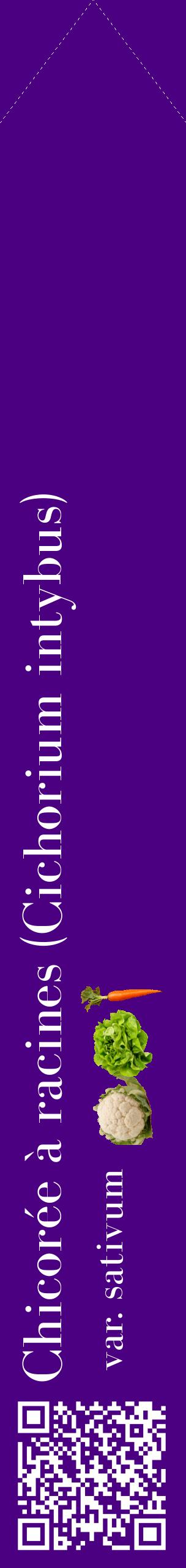 Étiquette de : Cichorium intybus var. sativum - format c - style blanche47_simplebod avec qrcode et comestibilité simplifiée
