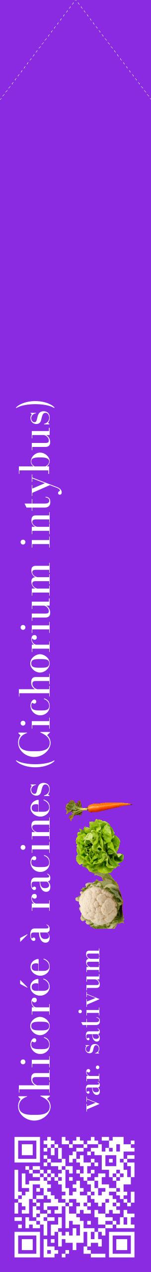 Étiquette de : Cichorium intybus var. sativum - format c - style blanche49_simplebod avec qrcode et comestibilité simplifiée