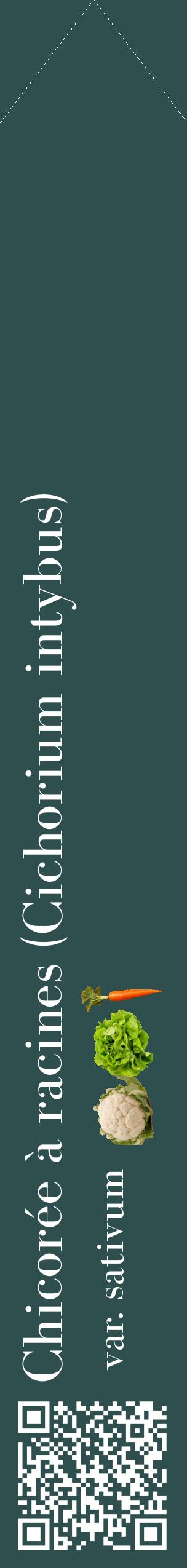 Étiquette de : Cichorium intybus var. sativum - format c - style blanche58_simplebod avec qrcode et comestibilité simplifiée