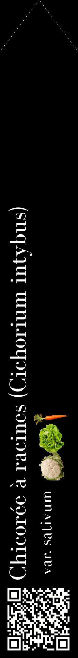 Étiquette de : Cichorium intybus var. sativum - format c - style blanche59_simplebod avec qrcode et comestibilité simplifiée