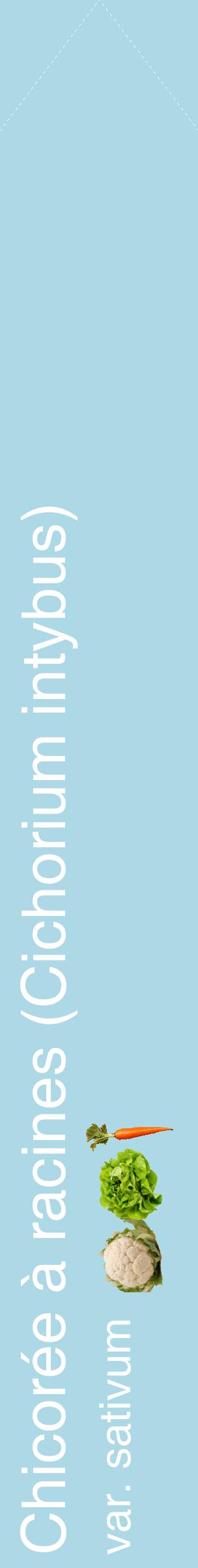 Étiquette de : Cichorium intybus var. sativum - format c - style blanche0_simplehel avec comestibilité simplifiée