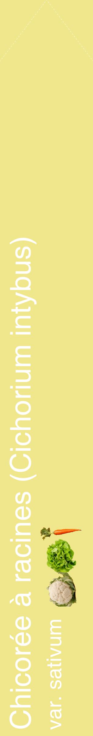Étiquette de : Cichorium intybus var. sativum - format c - style blanche20_simplehel avec comestibilité simplifiée