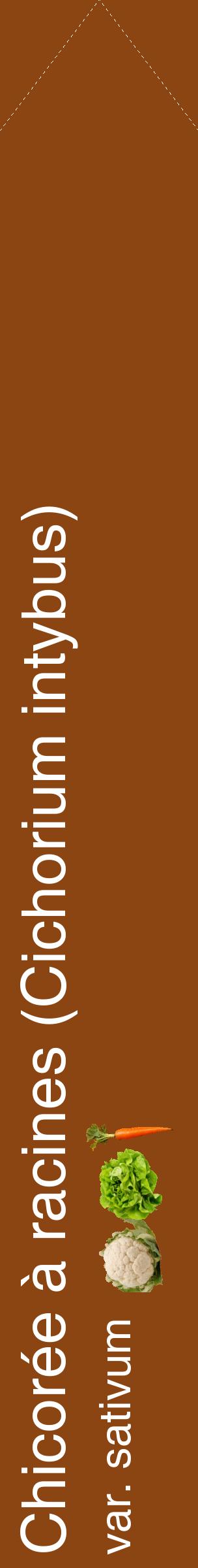 Étiquette de : Cichorium intybus var. sativum - format c - style blanche30_simplehel avec comestibilité simplifiée