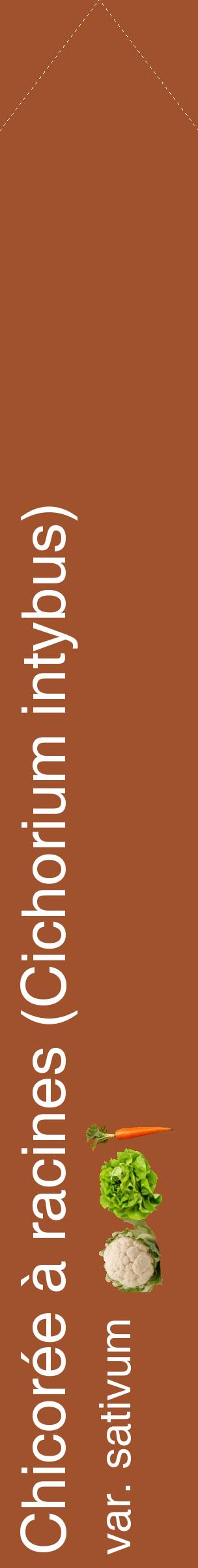 Étiquette de : Cichorium intybus var. sativum - format c - style blanche32_simplehel avec comestibilité simplifiée