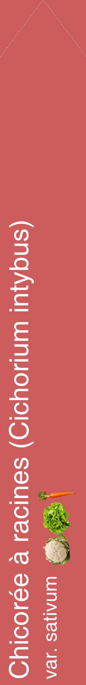 Étiquette de : Cichorium intybus var. sativum - format c - style blanche35_simplehel avec comestibilité simplifiée