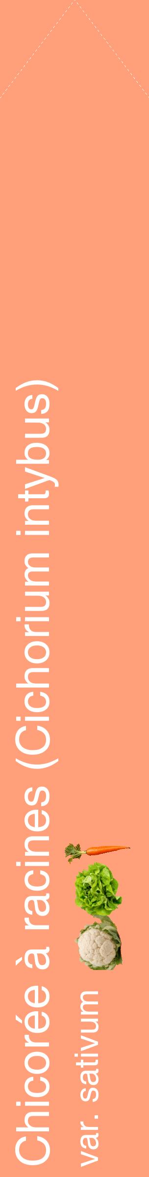 Étiquette de : Cichorium intybus var. sativum - format c - style blanche39_simplehel avec comestibilité simplifiée