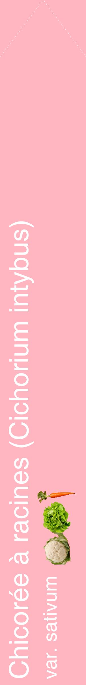 Étiquette de : Cichorium intybus var. sativum - format c - style blanche41_simplehel avec comestibilité simplifiée