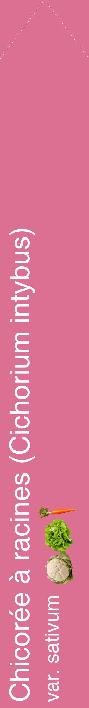 Étiquette de : Cichorium intybus var. sativum - format c - style blanche44_simplehel avec comestibilité simplifiée