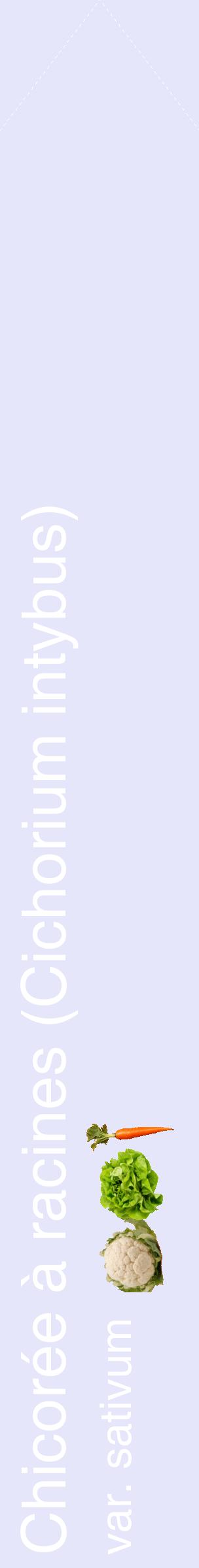 Étiquette de : Cichorium intybus var. sativum - format c - style blanche55_simplehel avec comestibilité simplifiée