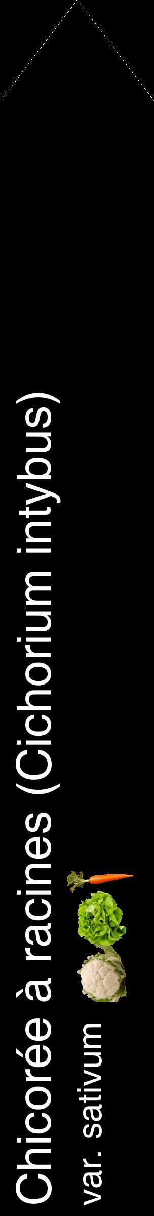 Étiquette de : Cichorium intybus var. sativum - format c - style blanche59_simplehel avec comestibilité simplifiée