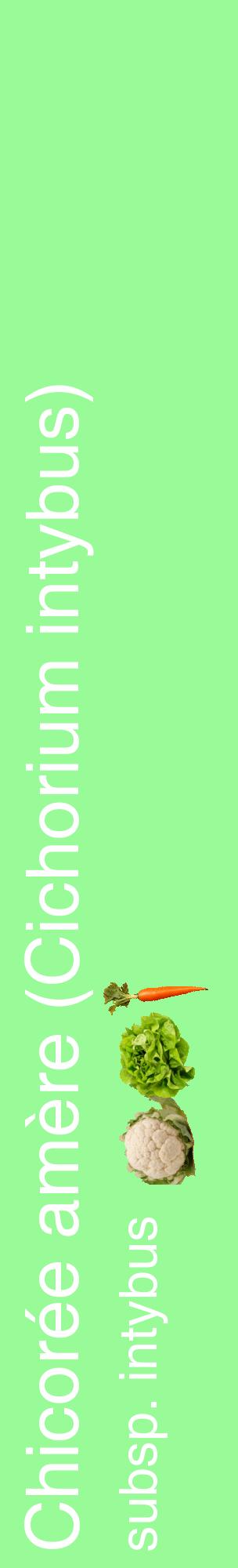 Étiquette de : Cichorium intybus subsp. intybus - format c - style blanche14_basiquehel avec comestibilité simplifiée