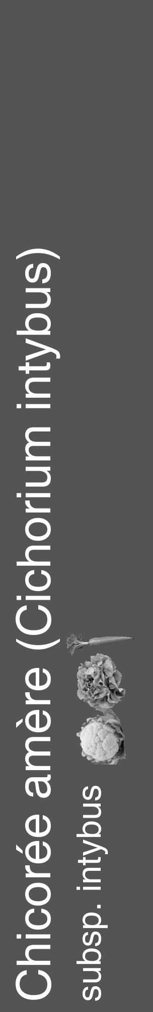 Étiquette de : Cichorium intybus subsp. intybus - format c - style blanche36basique_basique_basiquehel avec comestibilité simplifiée - position verticale