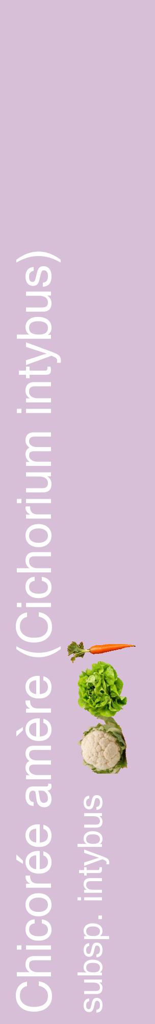 Étiquette de : Cichorium intybus subsp. intybus - format c - style blanche54_basiquehel avec comestibilité simplifiée