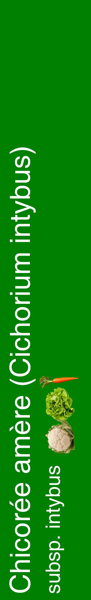Étiquette de : Cichorium intybus subsp. intybus - format c - style blanche9_basiquehel avec comestibilité simplifiée