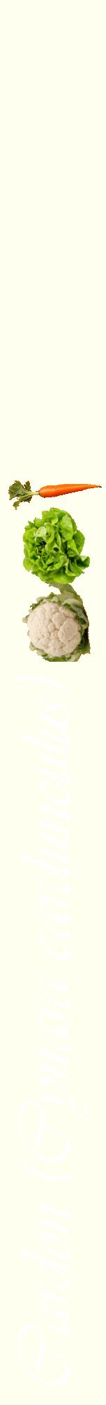 Étiquette de : Cynara cardunculus - format a - style blanche19viv avec comestibilité simplifiée
