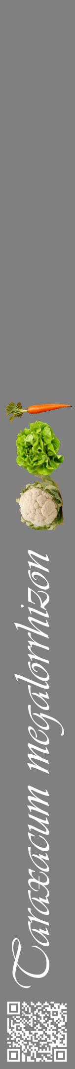 Étiquette de : Taraxacum megalorrhizon - format a - style blanche57viv avec qrcode et comestibilité simplifiée