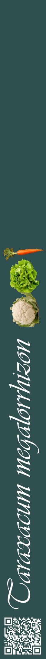 Étiquette de : Taraxacum megalorrhizon - format a - style blanche58viv avec qrcode et comestibilité simplifiée