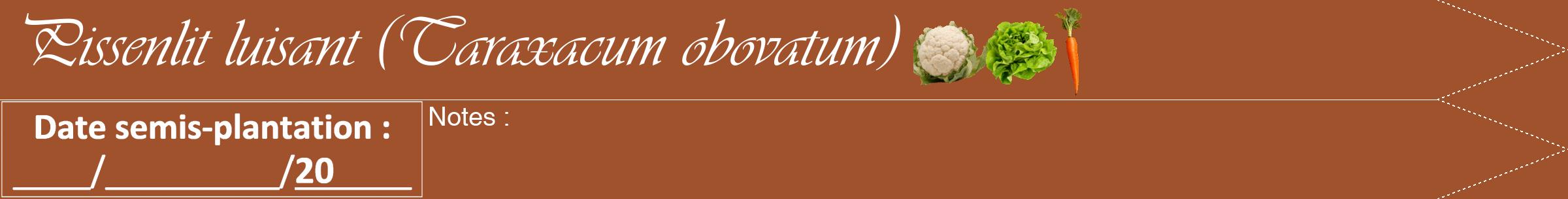 Étiquette de : Taraxacum obovatum - format b - style blanche32viv avec comestibilité simplifiée