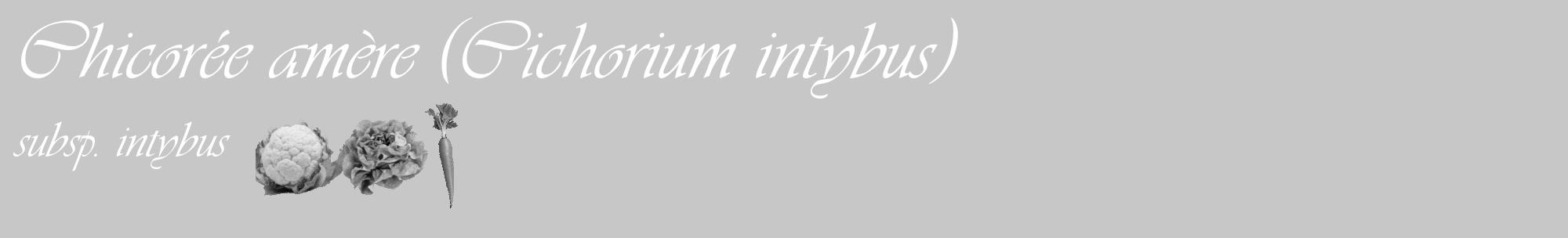 Étiquette de : Cichorium intybus subsp. intybus - format c - style blanche15_basique_basiqueviv avec comestibilité simplifiée