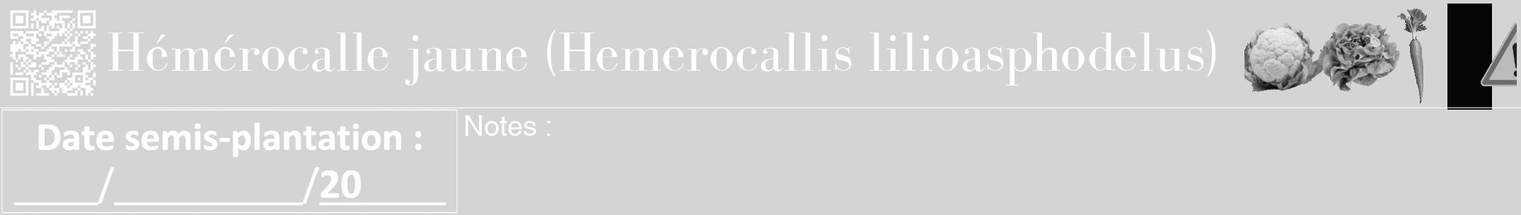 Étiquette de : Hemerocallis lilioasphodelus - format a - style blanche40bod avec qrcode et comestibilité simplifiée