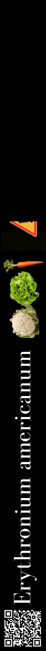 Étiquette de : Erythronium americanum - format a - style blanche59bod avec qrcode et comestibilité simplifiée