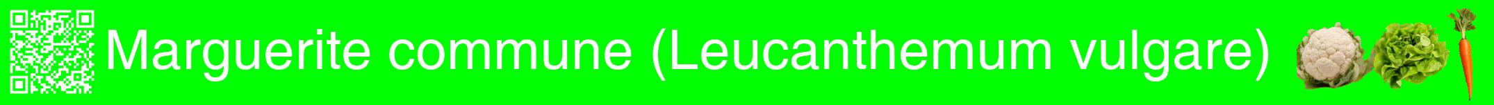 Étiquette de : Leucanthemum vulgare - format a - style blanche16basiquehel avec qrcode et comestibilité simplifiée