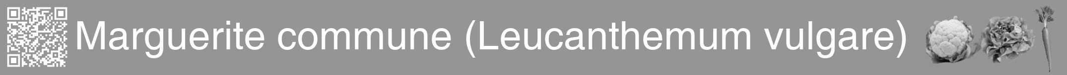 Étiquette de : Leucanthemum vulgare - format a - style blanche16basiquehel avec qrcode et comestibilité simplifiée