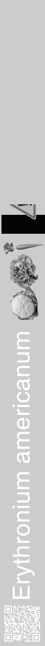Étiquette de : Erythronium americanum - format a - style blanche0hel avec qrcode et comestibilité simplifiée - position verticale