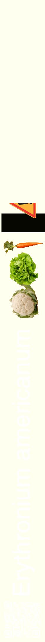 Étiquette de : Erythronium americanum - format a - style blanche19hel avec qrcode et comestibilité simplifiée