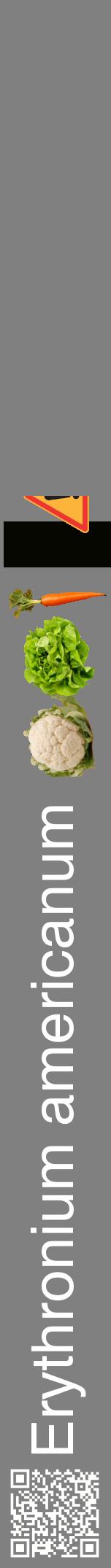 Étiquette de : Erythronium americanum - format a - style blanche57hel avec qrcode et comestibilité simplifiée