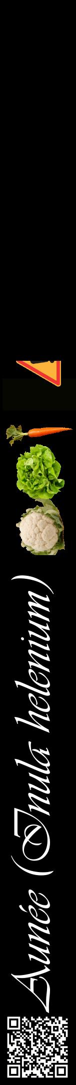 Étiquette de : Inula helenium - format a - style blanche59viv avec qrcode et comestibilité simplifiée