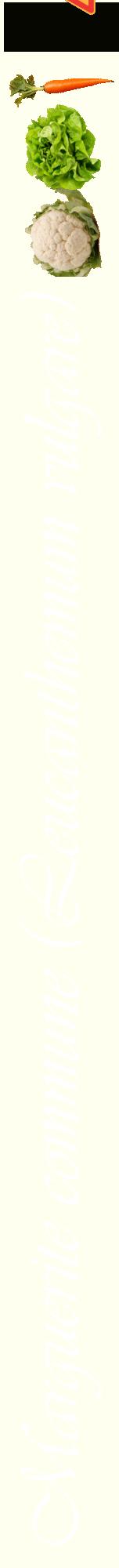 Étiquette de : Leucanthemum vulgare - format a - style blanche19viv avec comestibilité simplifiée