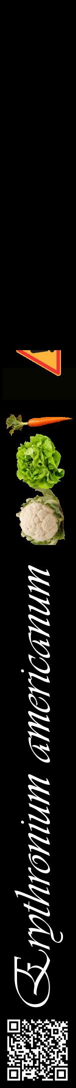 Étiquette de : Erythronium americanum - format a - style blanche59viv avec qrcode et comestibilité simplifiée