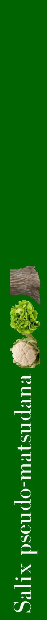 Étiquette de : Salix pseudo-matsudana - format a - style blanche8bod avec comestibilité simplifiée