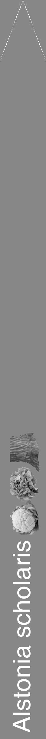 Étiquette de : Alstonia scholaris - format b - style blanche12simplehel avec comestibilité simplifiée - position verticale